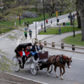 Kutschfahrten im Central Park nach Tod eines Fahrgasts ausgesetzt