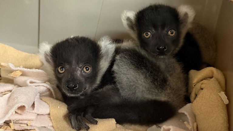 Die Art ist vom Aussterben bedroht – Große Freude im Central Park Zoo über Geburt von Lemuren-Zwillingen