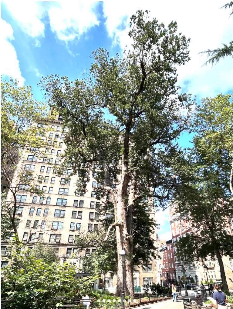 Die Ulme des Henkers im Washington Square Park –  mit über 330 Jahren der vielleicht älteste Baum New York